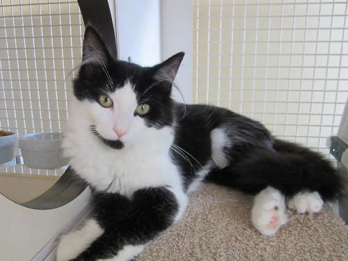 Zassie-Come see me at Petco(Harrisburg)