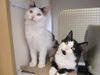 Zassie-Come see me at Petco(Harrisburg)