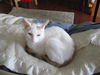 NINA - Sleek and Exquisite