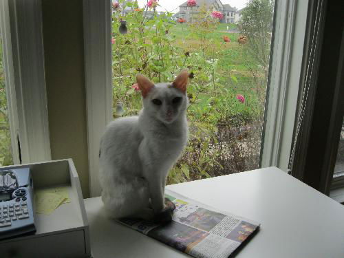 NINA - Sleek and Exquisite