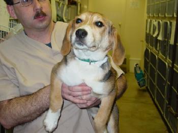 Gidget