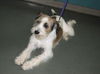 Maggie (terrier)