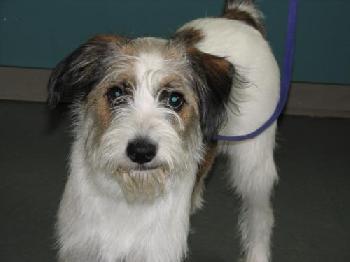 Maggie (terrier)