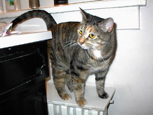 Lainey - Affectionate, declawed lap cat!