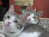 Randi Kitten-Come see me at Pet Valu!!(Harrisburg)