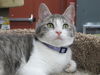 Randi Kitten-Come see me at Pet Valu!!(Harrisburg)