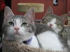 Randi Kitten-Come see me at Pet Valu!!(Harrisburg)