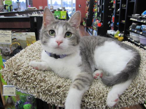 Randi Kitten-Come see me at Pet Valu!!(Harrisburg)