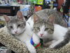 Randi Kitten-Come see me at Pet Valu!!(Harrisburg)