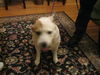 Lexus - Friendly Dog!