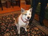 Lexus - Friendly Dog!