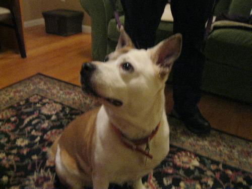 Lexus - Friendly Dog!
