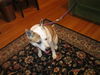 Lexus - Friendly Dog!