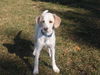 Maggie