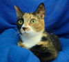 Cali - Bright and Beautiful Calico