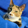 Cali - Bright and Beautiful Calico