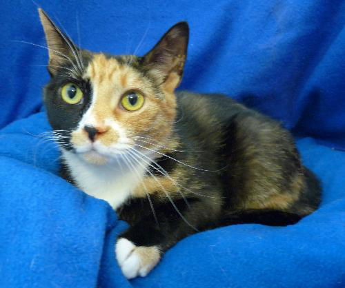 Cali - Bright and Beautiful Calico