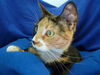 Cali - Bright and Beautiful Calico