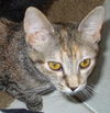 Dew Drop-Friendly kitten at Pet Valu (Harrisburg)