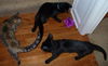 Dew Drop-Friendly kitten at Pet Valu (Harrisburg)