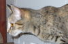 Dew Drop-Friendly kitten at Pet Valu (Harrisburg)