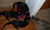 Dew Drop-Friendly kitten at Pet Valu (Harrisburg)