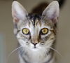 Dew Drop-Friendly kitten at Pet Valu (Harrisburg)