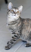 Dew Drop-Friendly kitten at Pet Valu (Harrisburg)