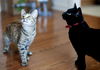 Dew Drop-Friendly kitten at Pet Valu (Harrisburg)
