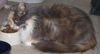 Maggie - Beautiful Cat