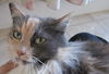 Maggie - Beautiful Cat