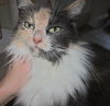 Maggie - Beautiful Cat