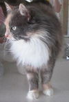 Maggie - Beautiful Cat