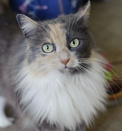 Maggie - Beautiful Cat
