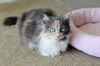 Maggie - Beautiful Cat