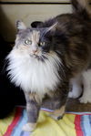 Maggie - Beautiful Cat