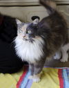 Maggie - Beautiful Cat