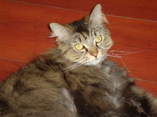 Harry-Declawed Maine Coon