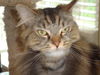 Harry-Declawed Maine Coon