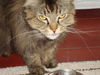 Harry-Declawed Maine Coon