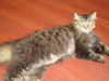 Harry-Declawed Maine Coon