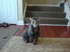 Harry-Declawed Maine Coon