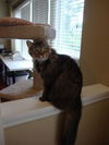 Harry-Declawed Maine Coon