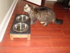 Harry-Declawed Maine Coon