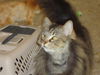 Harry-Declawed Maine Coon