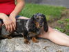 Roxy - Dappled Doxi