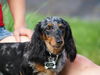 Roxy - Dappled Doxi