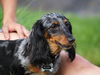 Roxy - Dappled Doxi