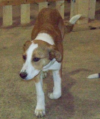 Tallie