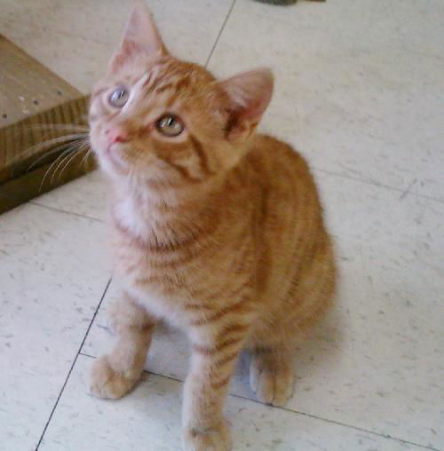 Rainbow the Kitten